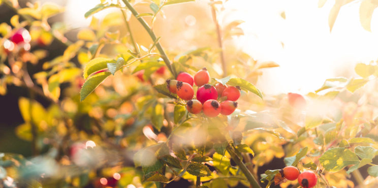 Rose Bush with Berries Rosehips