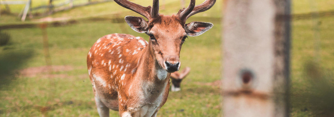 Deer in a Deer-Park