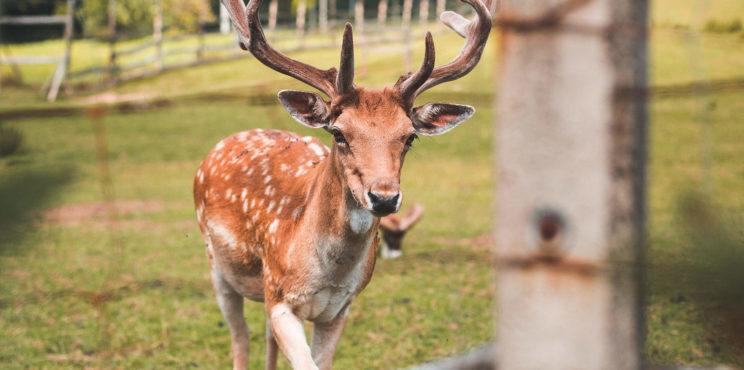 Deer in a Deer-Park