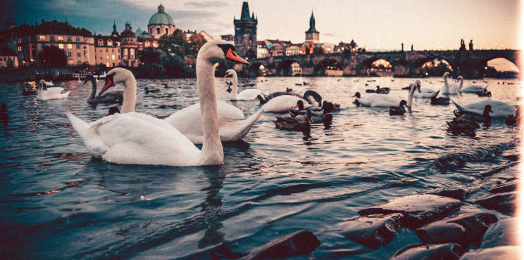 Swans near Charles Bridge, Prague