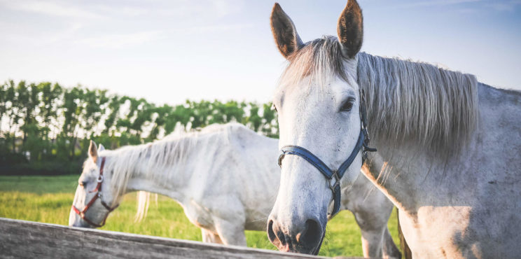 Two White Horses on Grand Pasture