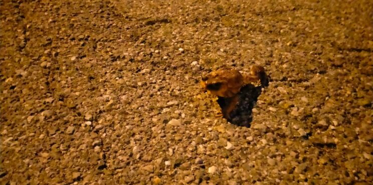 Valle Cavallina: L’invasione dei Bufo Bufo sulle strade del lago di Endine